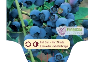 Blueberry 'Blue Crop' New 2025